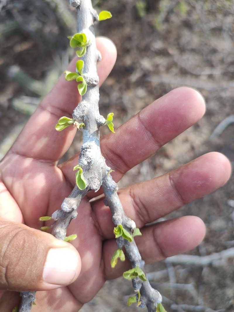 Adelia brandegeei photo 7