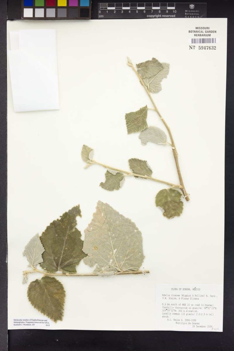 Adelia cinerea