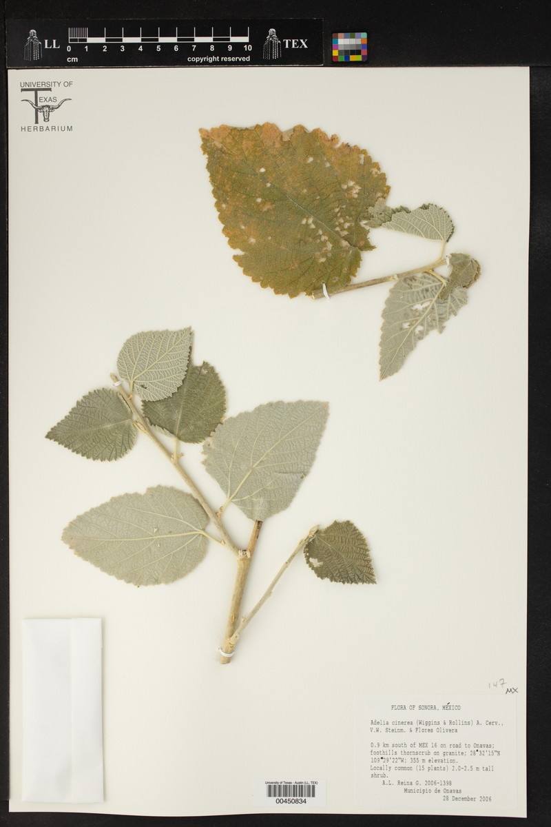 Adelia cinerea photo 2