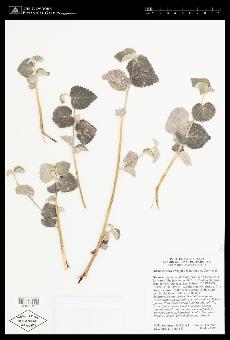 Adelia cinerea photo 3