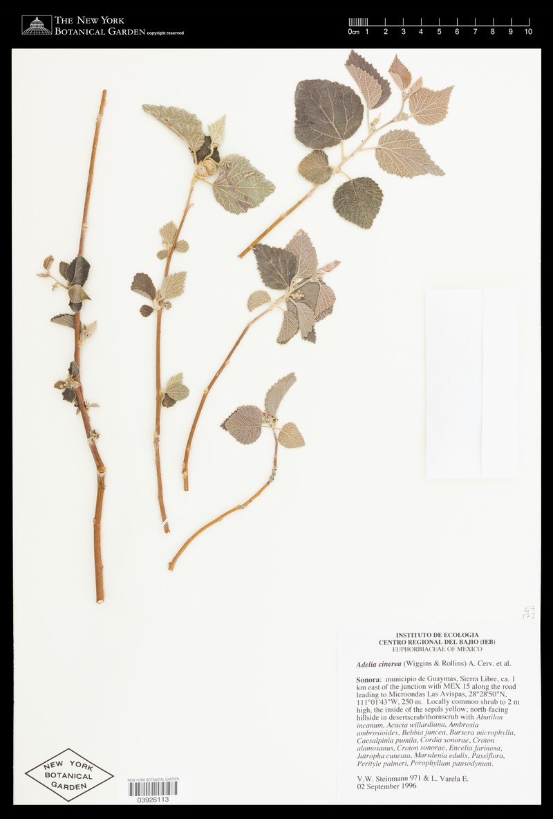 Adelia cinerea photo 4