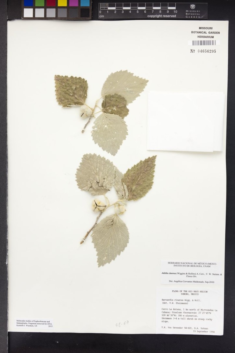 Adelia cinerea photo 5