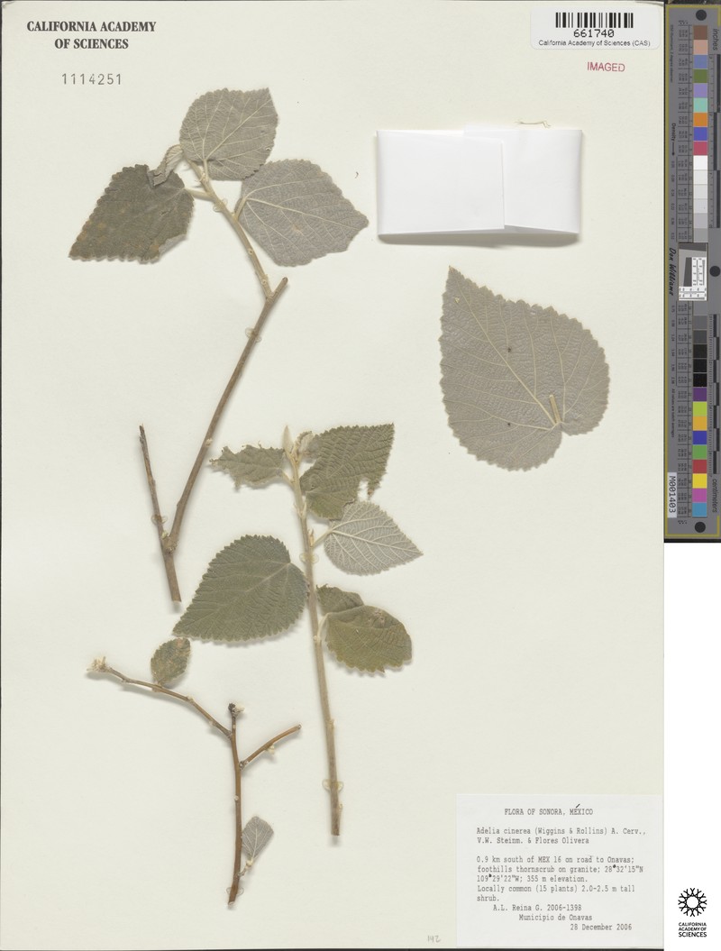 Adelia cinerea photo 6