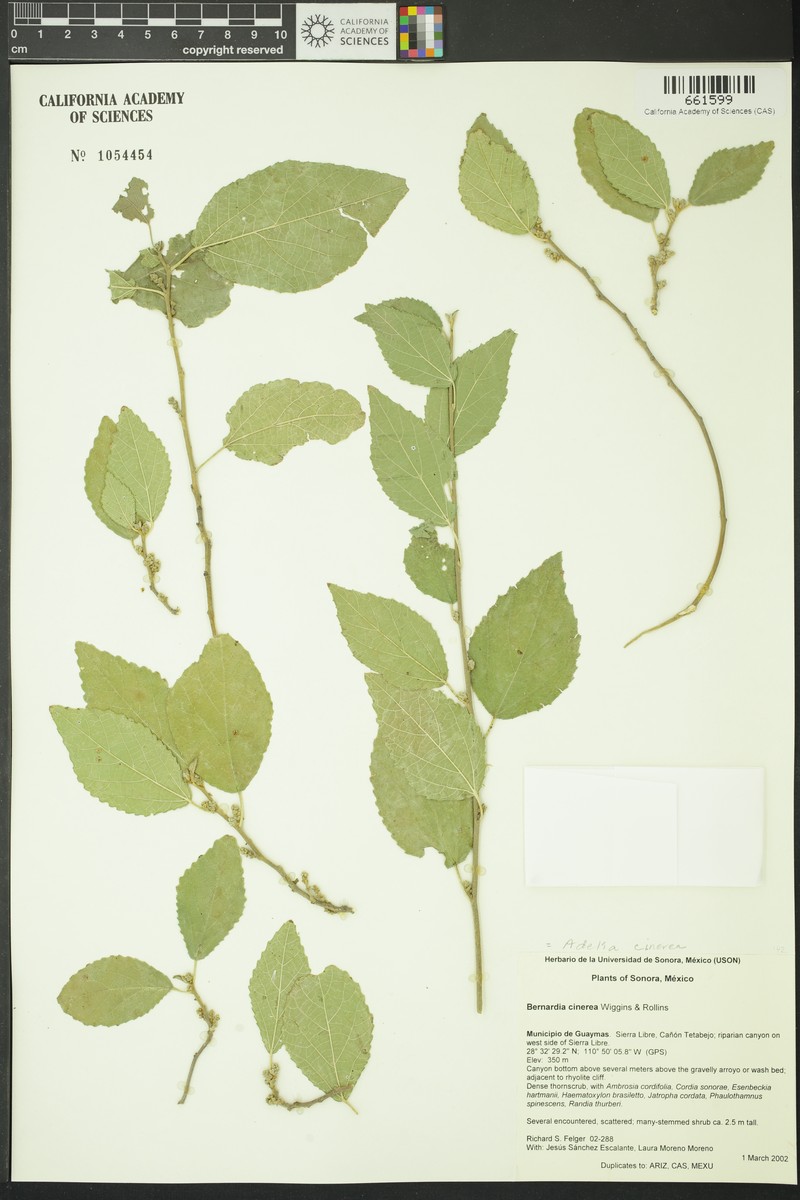 Adelia cinerea photo 7