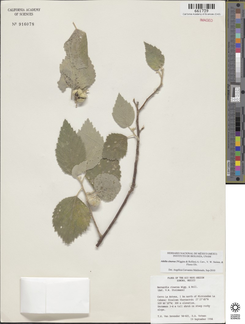 Adelia cinerea photo 8