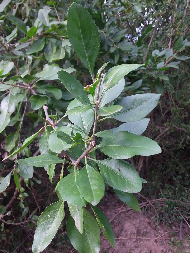 Adelia membranifolia