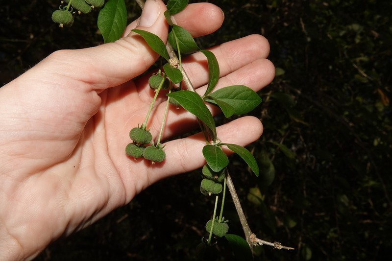 Adelia membranifolia photo 2