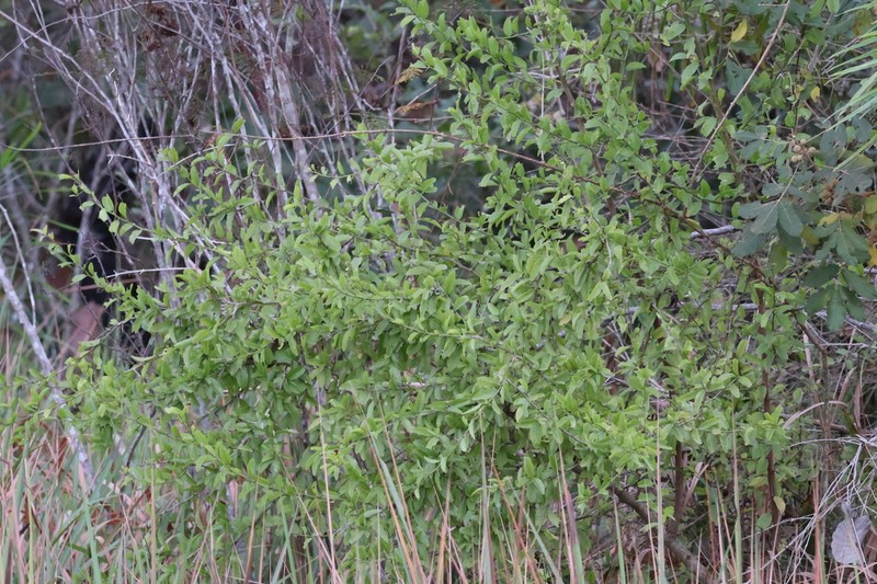 Adelia membranifolia photo 3