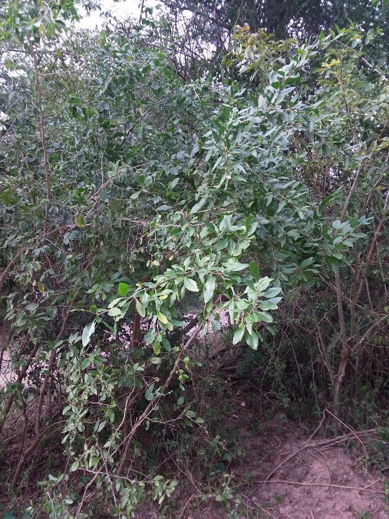 Adelia membranifolia photo 5