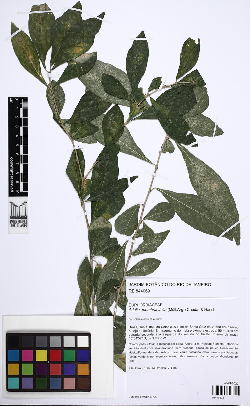 Adelia membranifolia photo 6