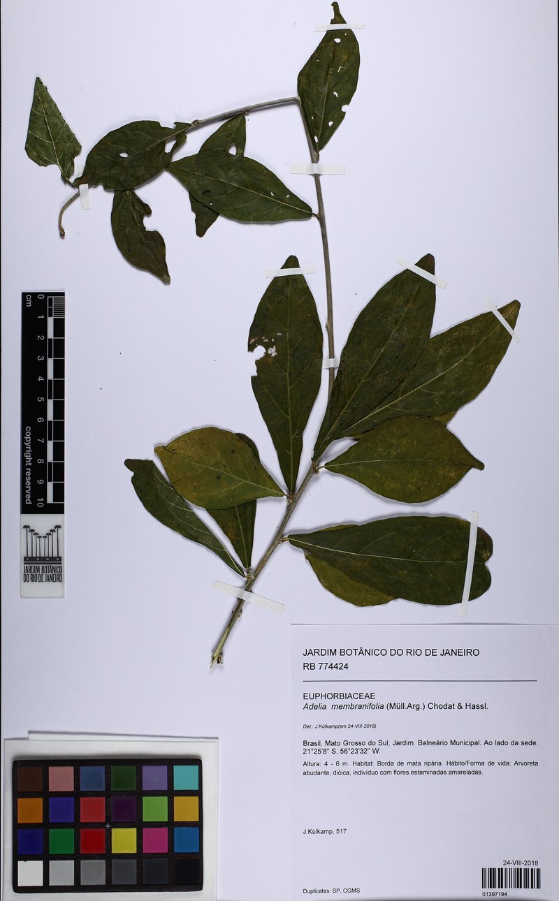 Adelia membranifolia photo 7