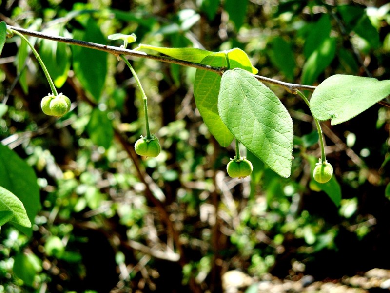 Adelia oaxacana