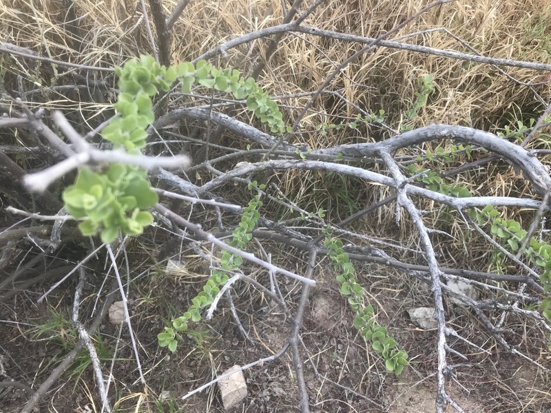 Adelia obovata