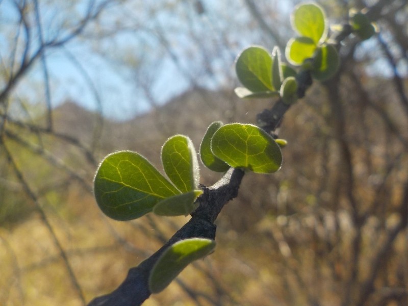 Adelia obovata photo 2