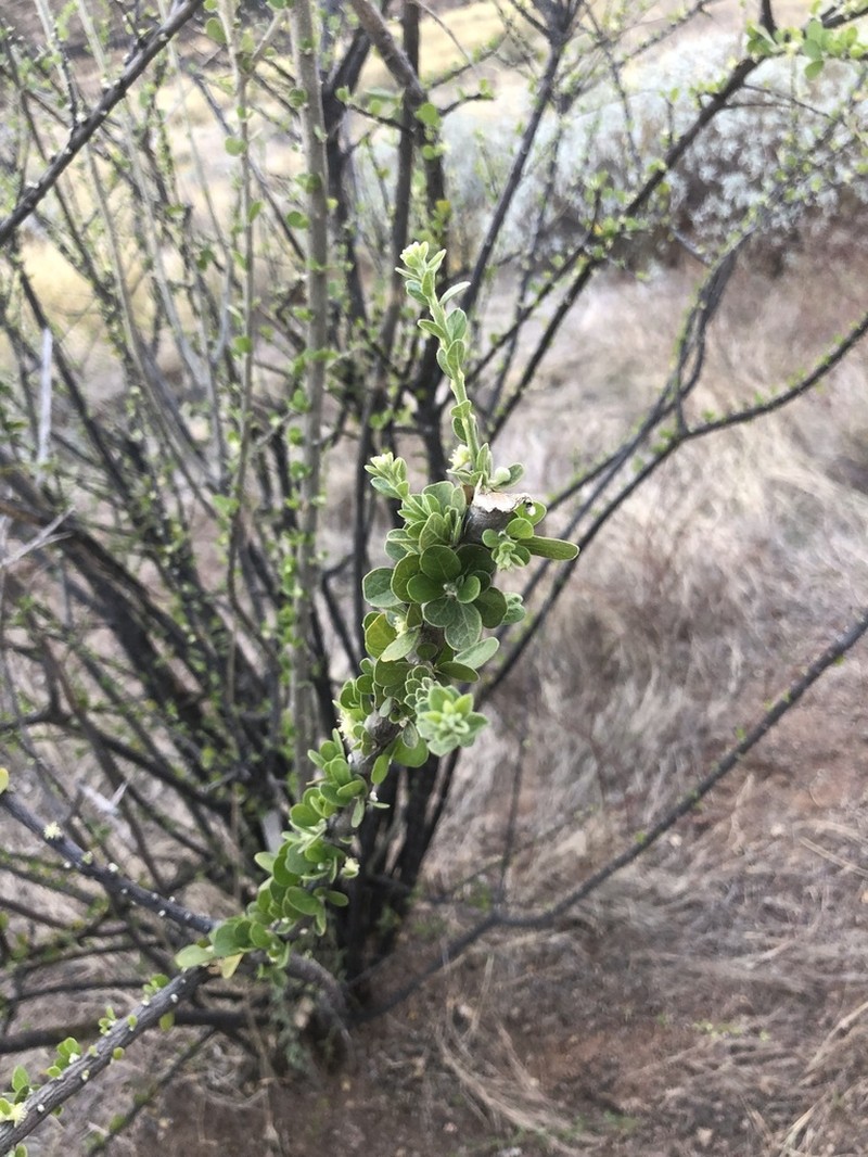 Adelia obovata photo 3