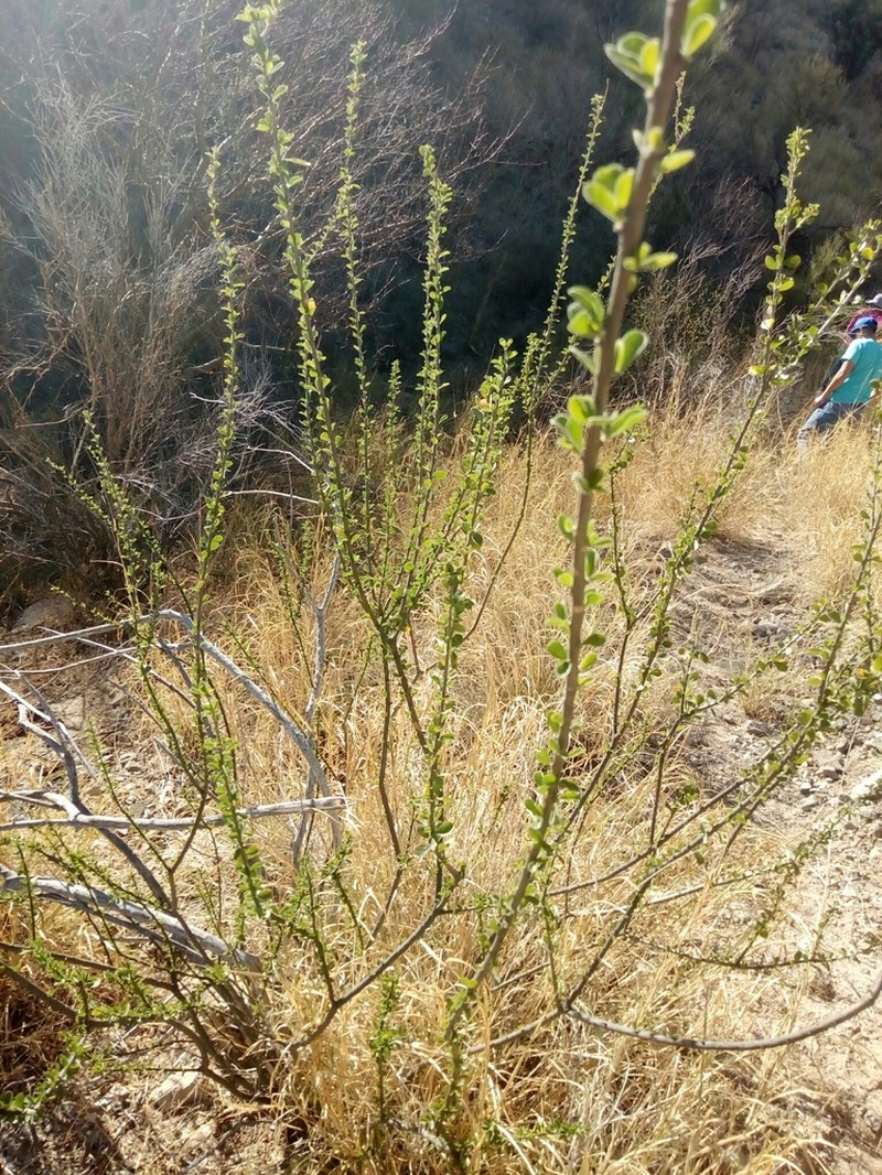 Adelia obovata photo 4