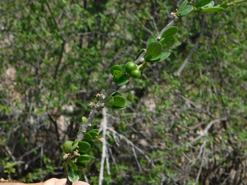 Adelia obovata photo 5