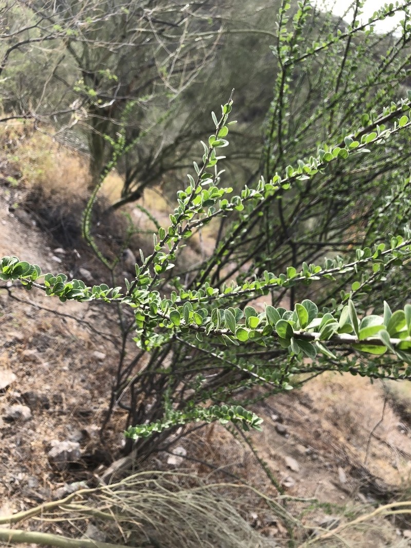Adelia obovata photo 6
