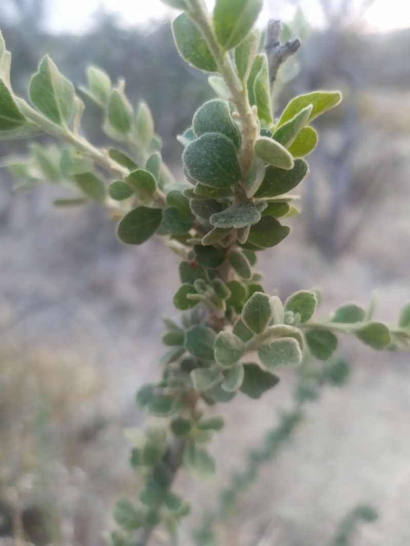 Adelia obovata photo 8