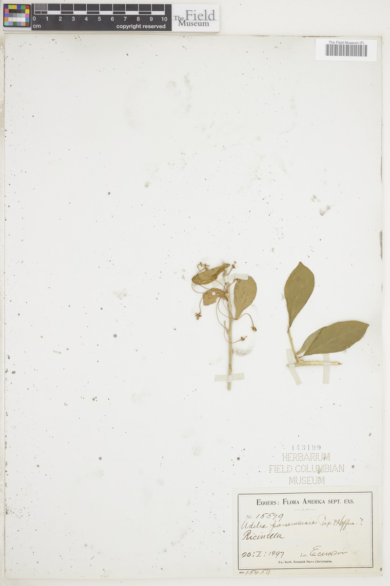 Adelia panamensis