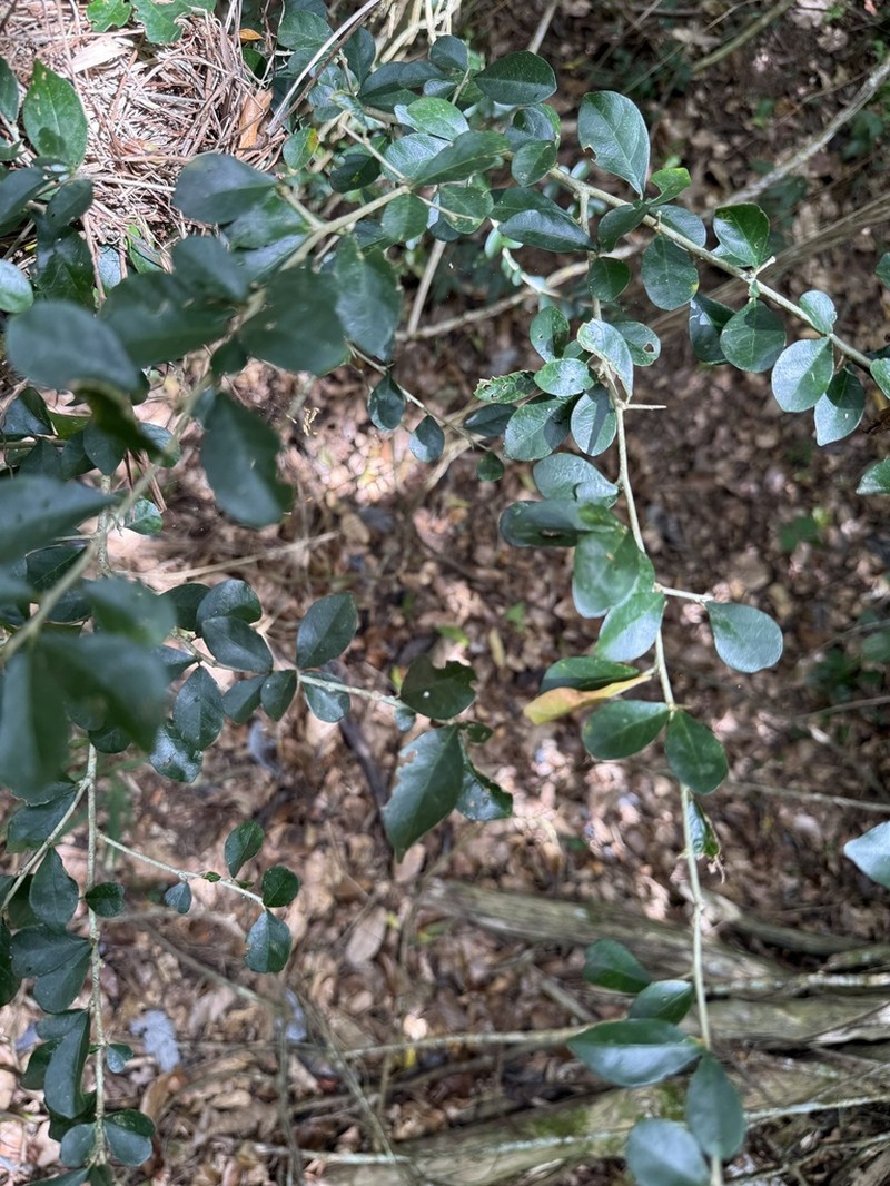 Wild Lime