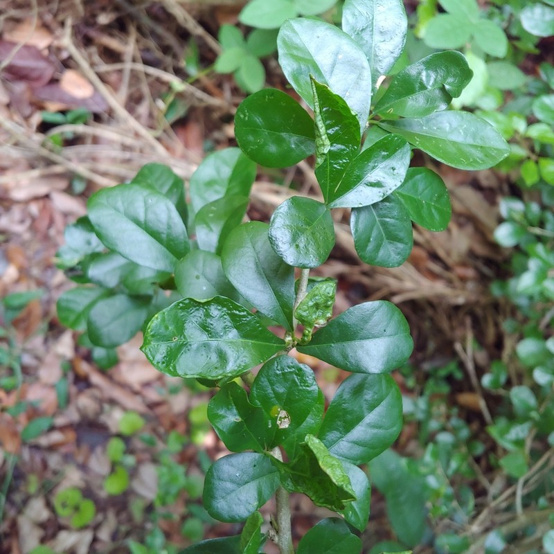 Wild Lime photo 2