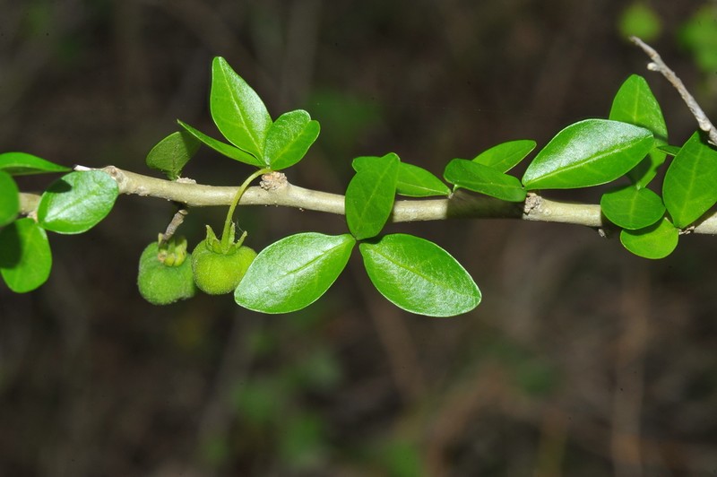 Wild Lime photo 3