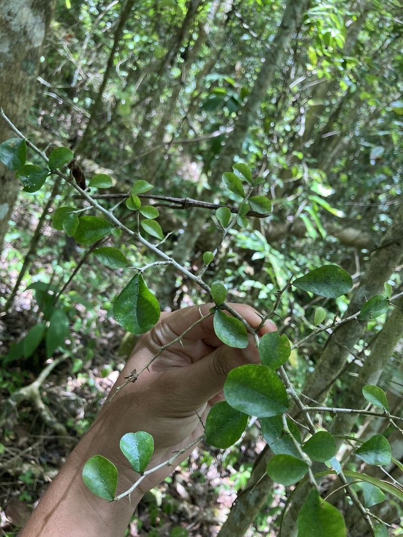 Wild Lime photo 4