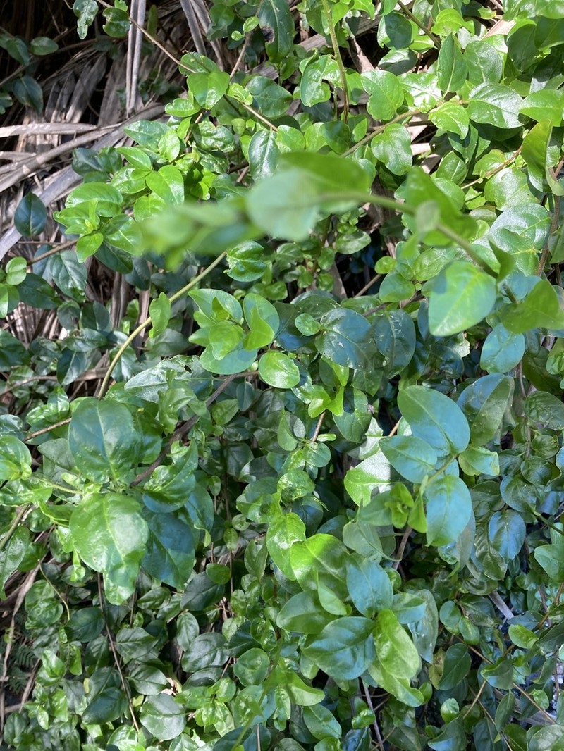Wild Lime photo 5