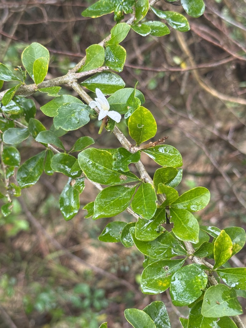 Wild Lime photo 6