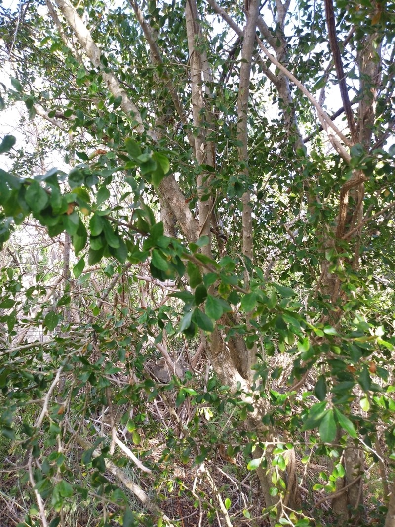Wild Lime photo 7