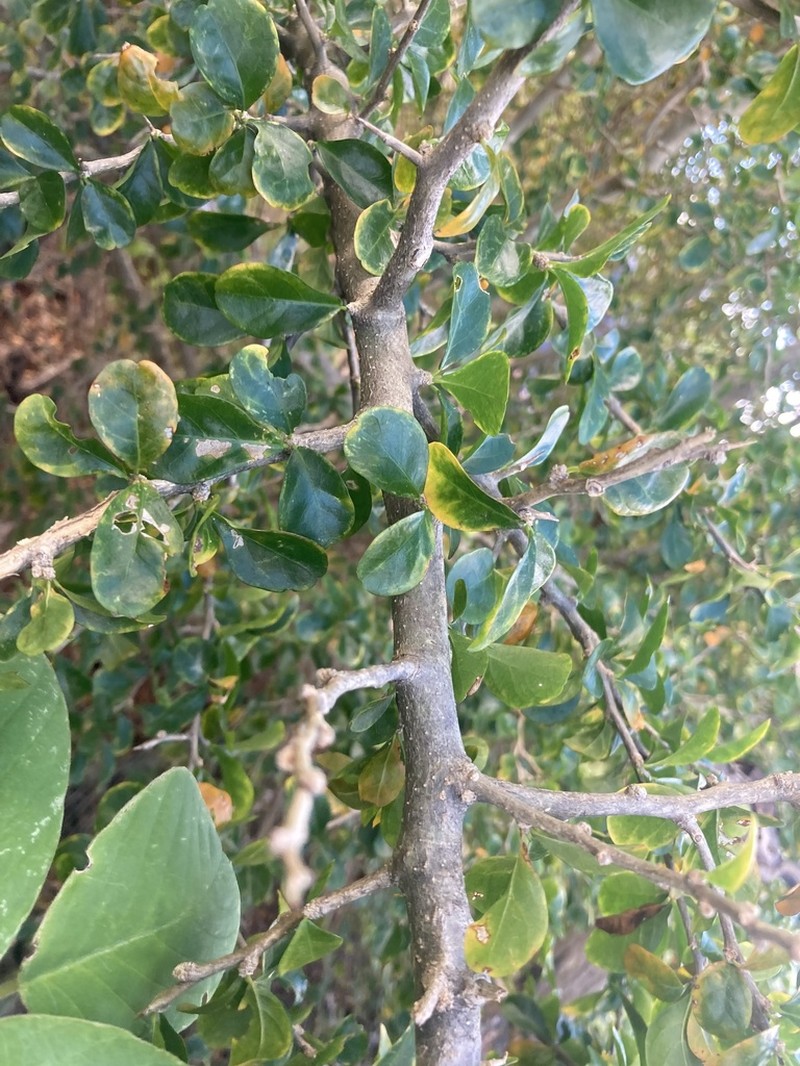 Wild Lime photo 8