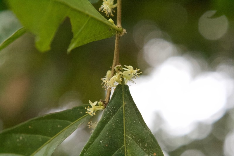 Adelia triloba photo 2