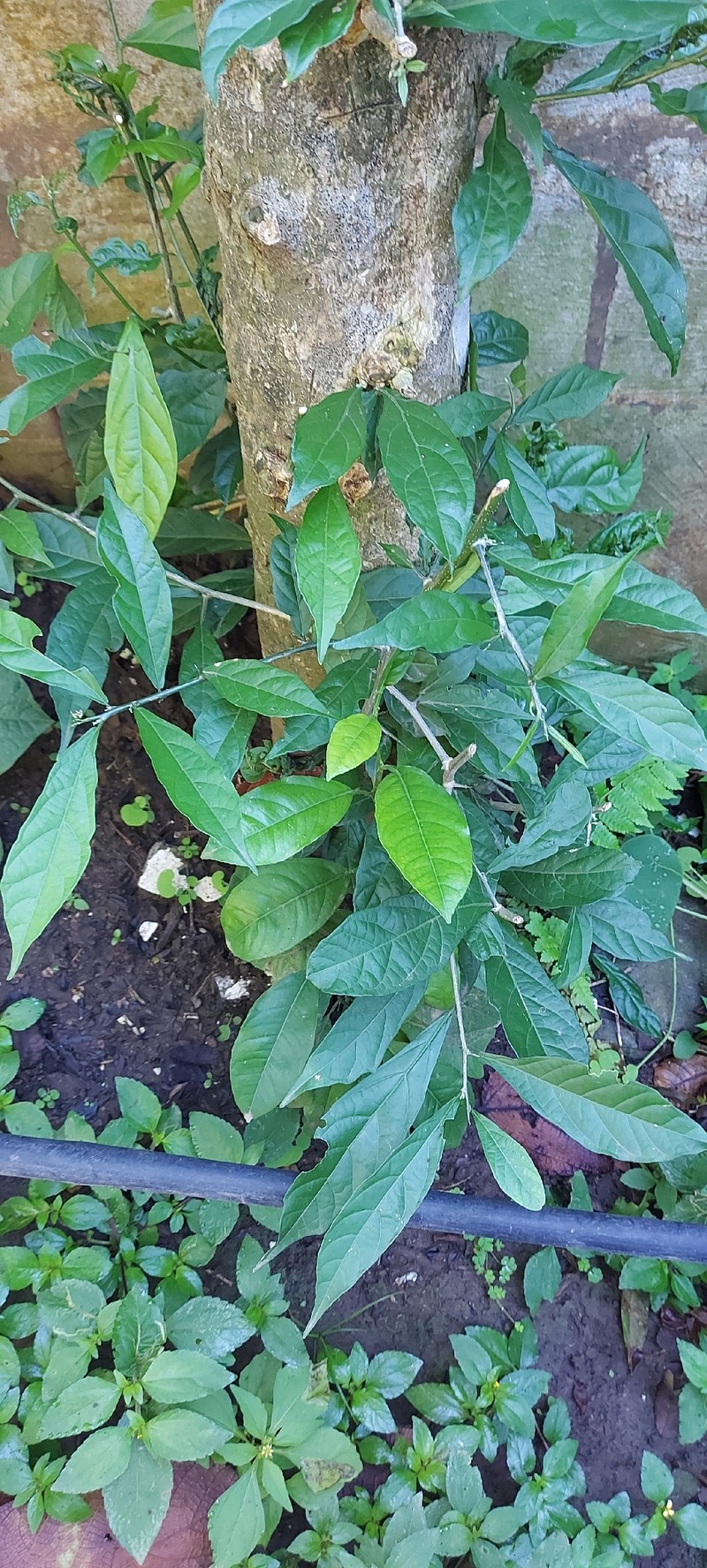 Adelia triloba photo 4