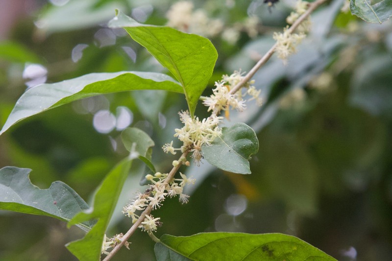Adelia triloba photo 6