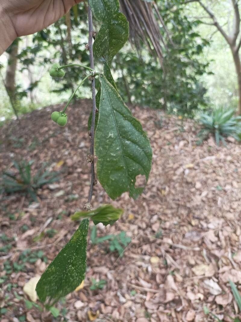 Adelia triloba photo 8