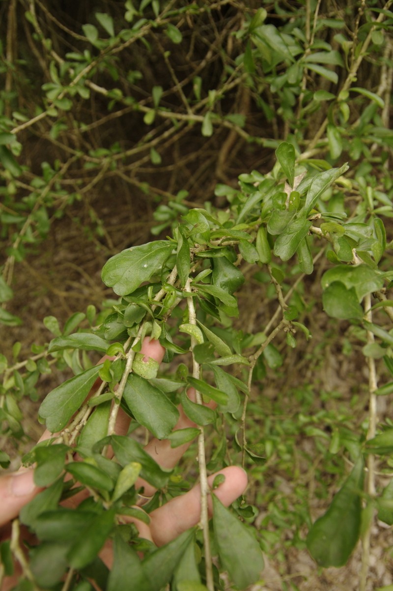 Vasey's Wild Lime