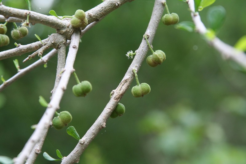 Vasey's Wild Lime photo 2