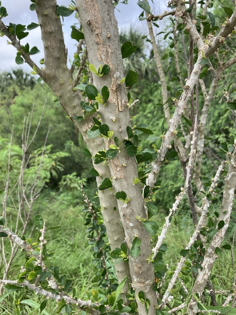 Vasey's Wild Lime photo 3