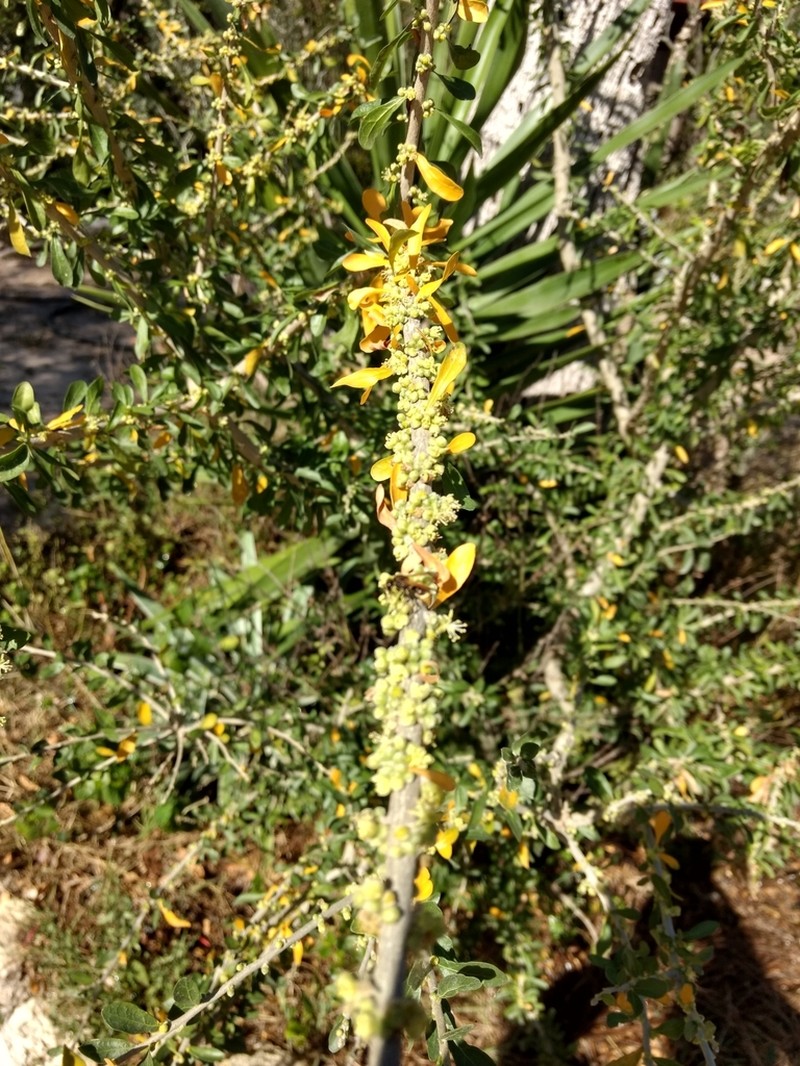 Vasey's Wild Lime photo 4