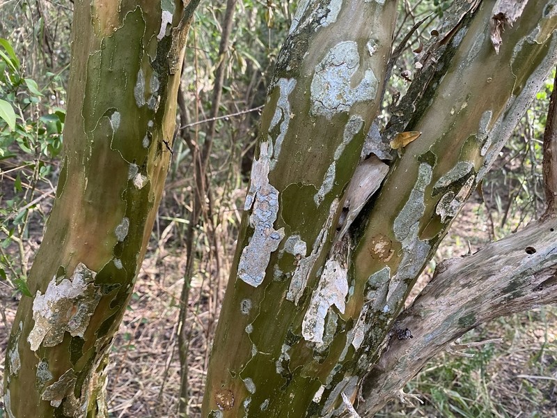 Vasey's Wild Lime photo 5