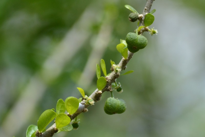 Vasey's Wild Lime photo 7