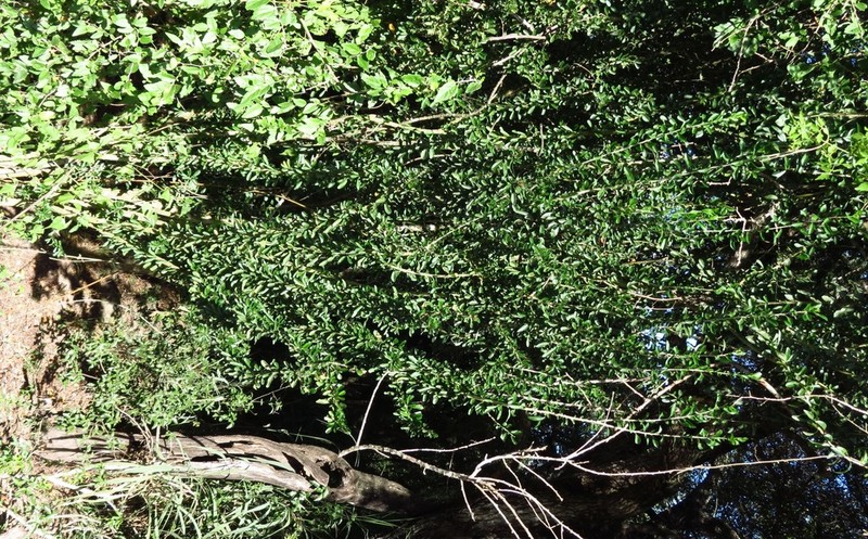 Vasey's Wild Lime photo 8