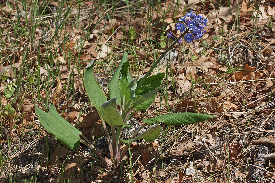 Pacific Hound's Tongue