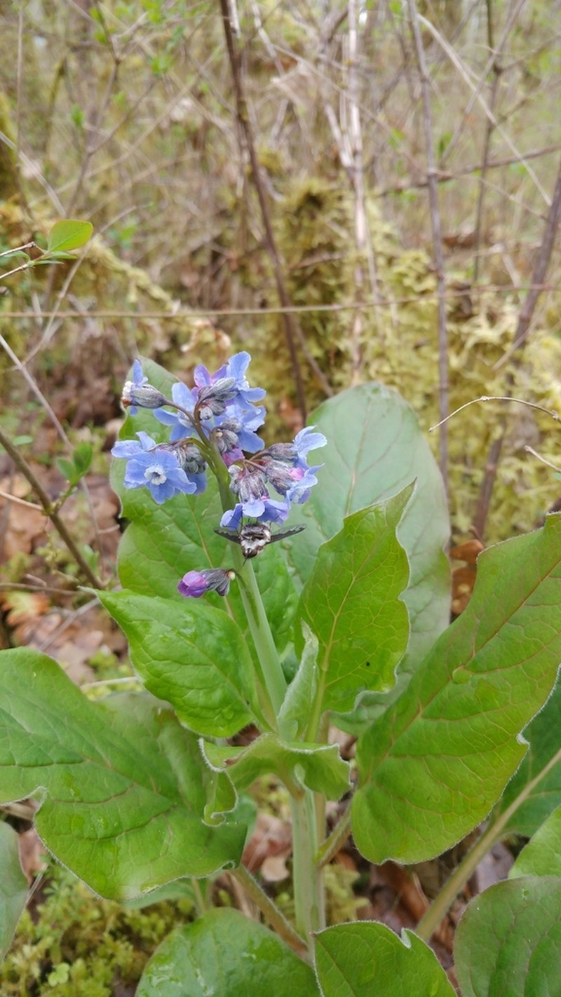 Pacific Hound's Tongue photo 3