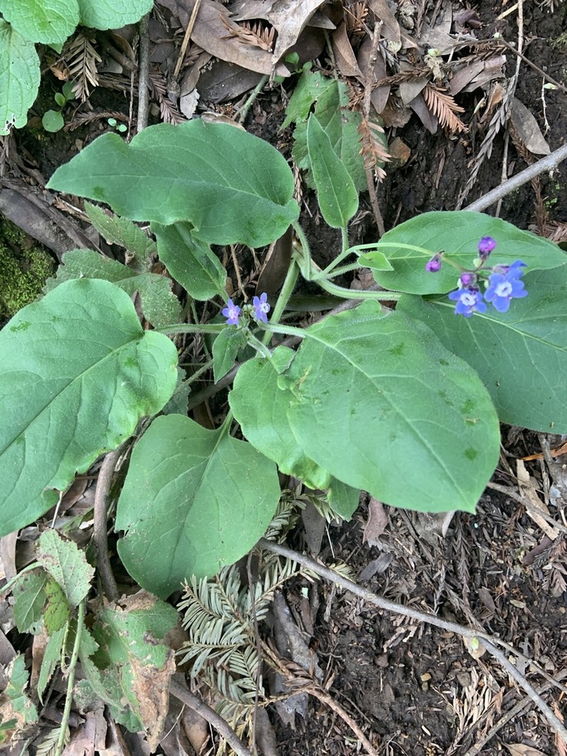 Pacific Hound's Tongue photo 4
