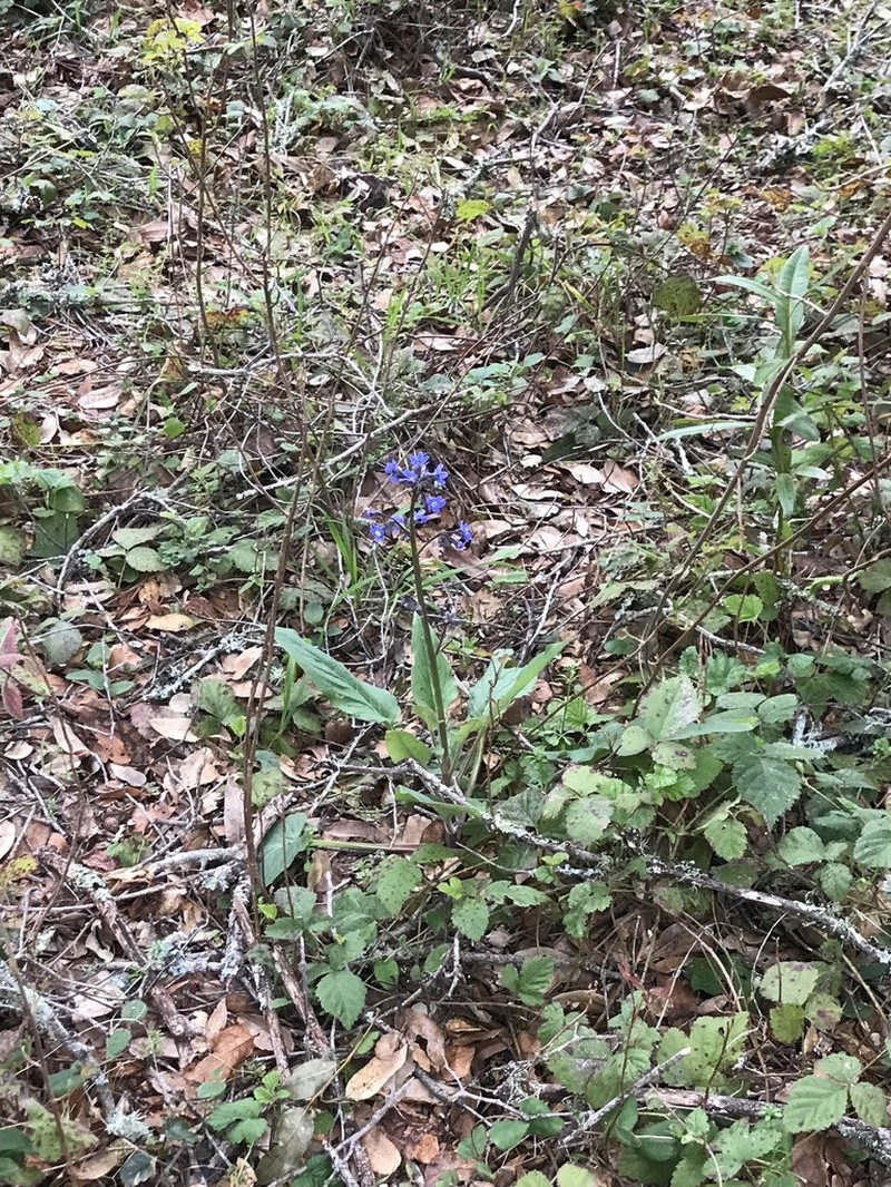 Pacific Hound's Tongue photo 6
