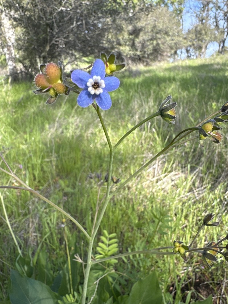 Pacific Hound's Tongue photo 8