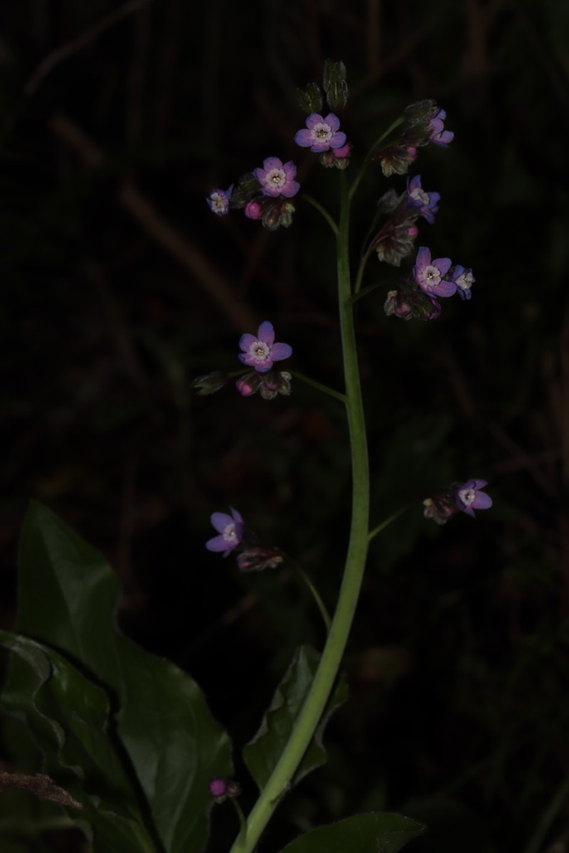 Pacific Hound's Tongue photo 9