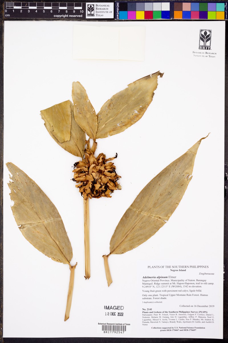 Adelmeria alpinum